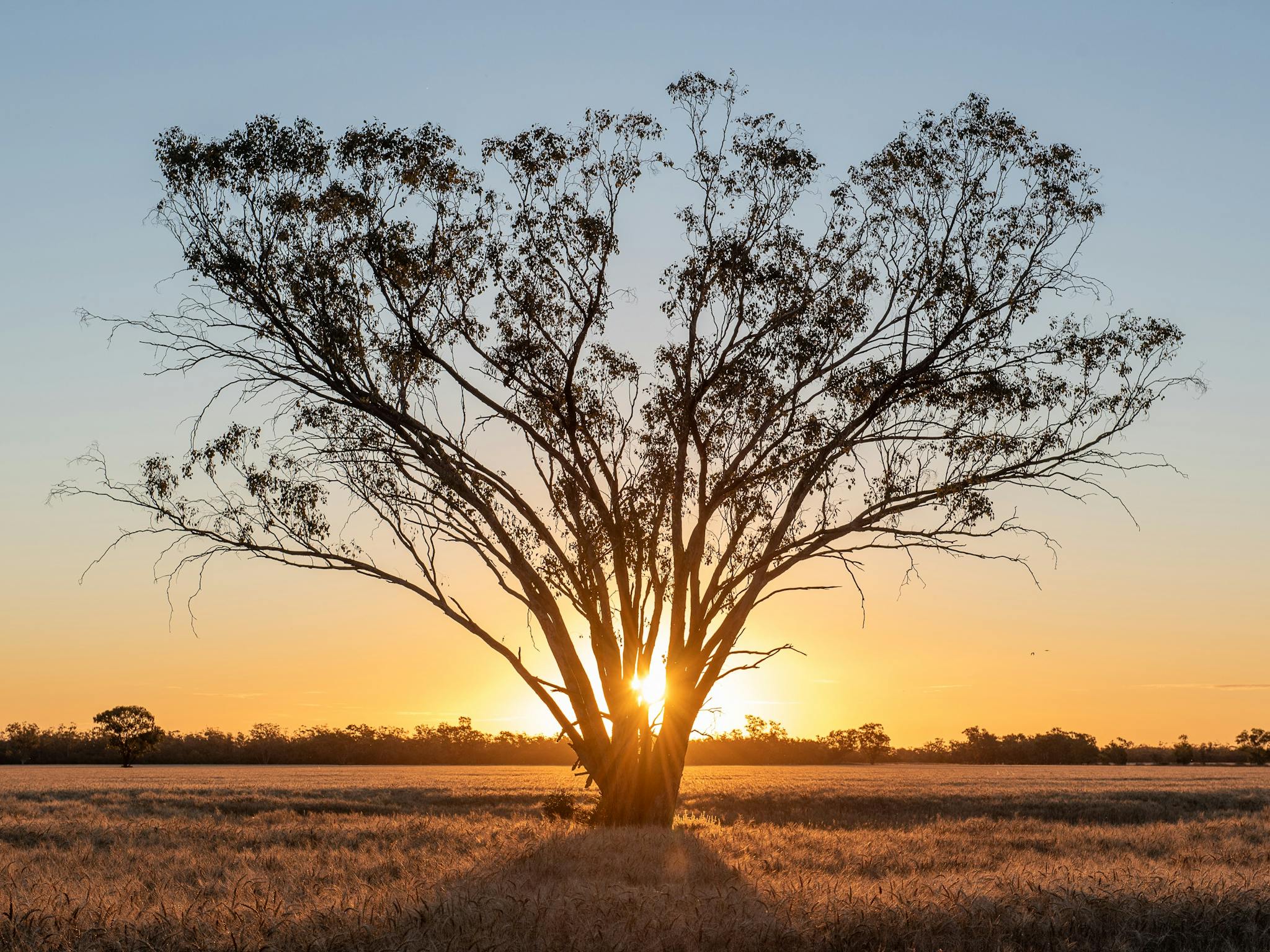 Sunset behind a tree in a paddock Sunset behind a tree in a paddock