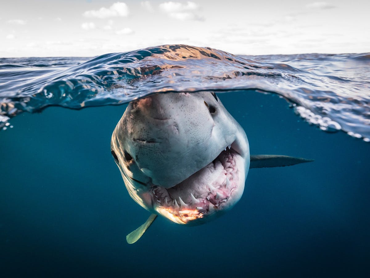 Photo of a shark head on underwater