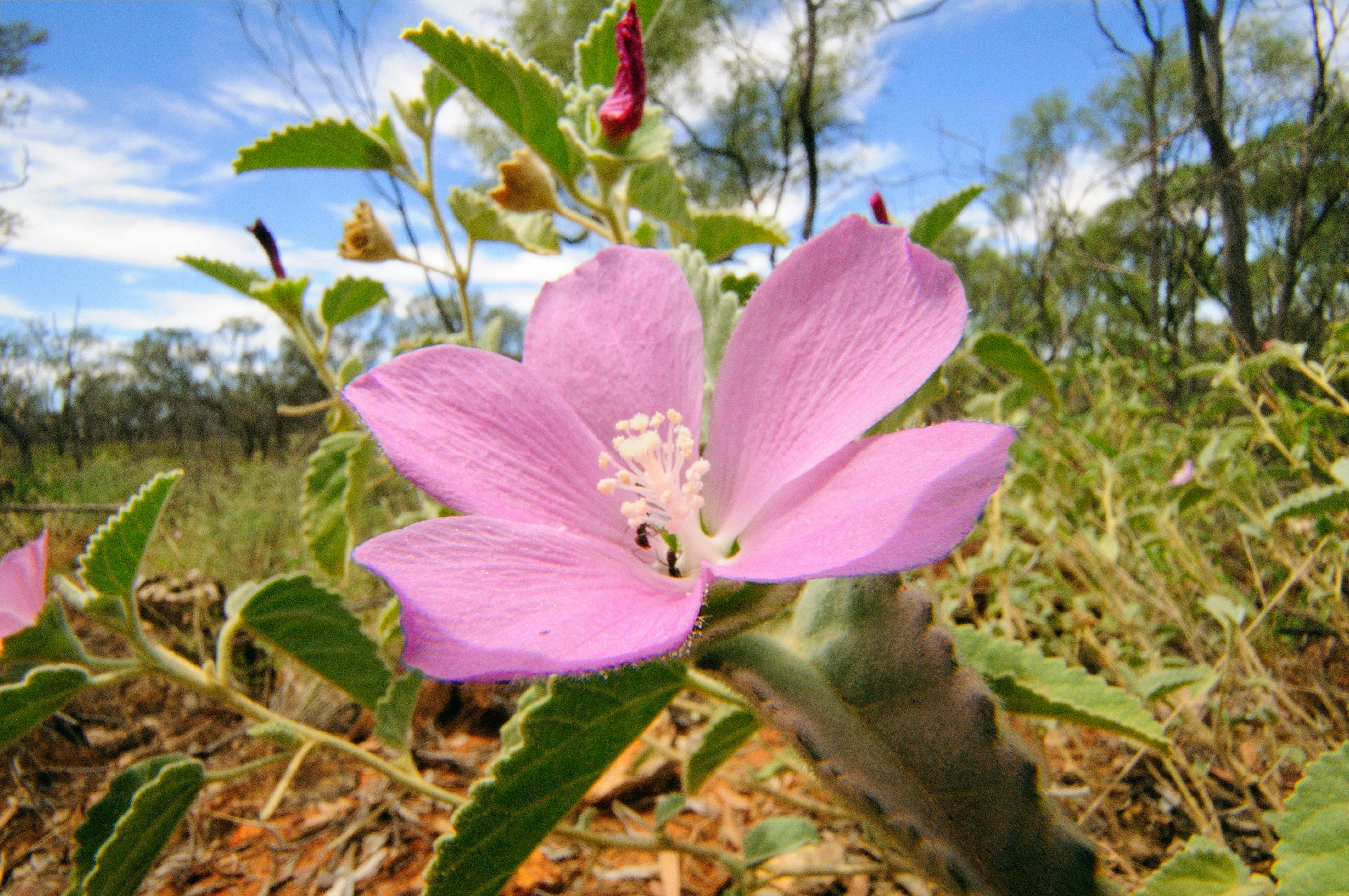 Bowra Wildlife Sanctuary