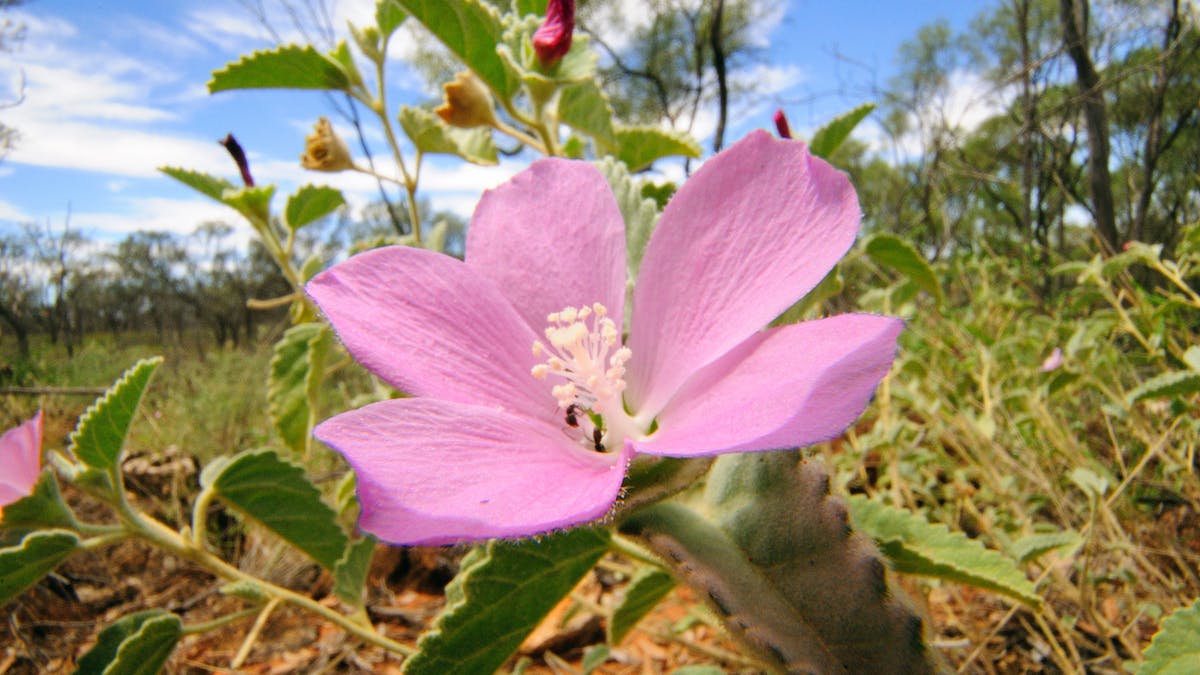 Hill hibiscus Hibiscus sturtii on Bowra Wildlife Sanctuary.