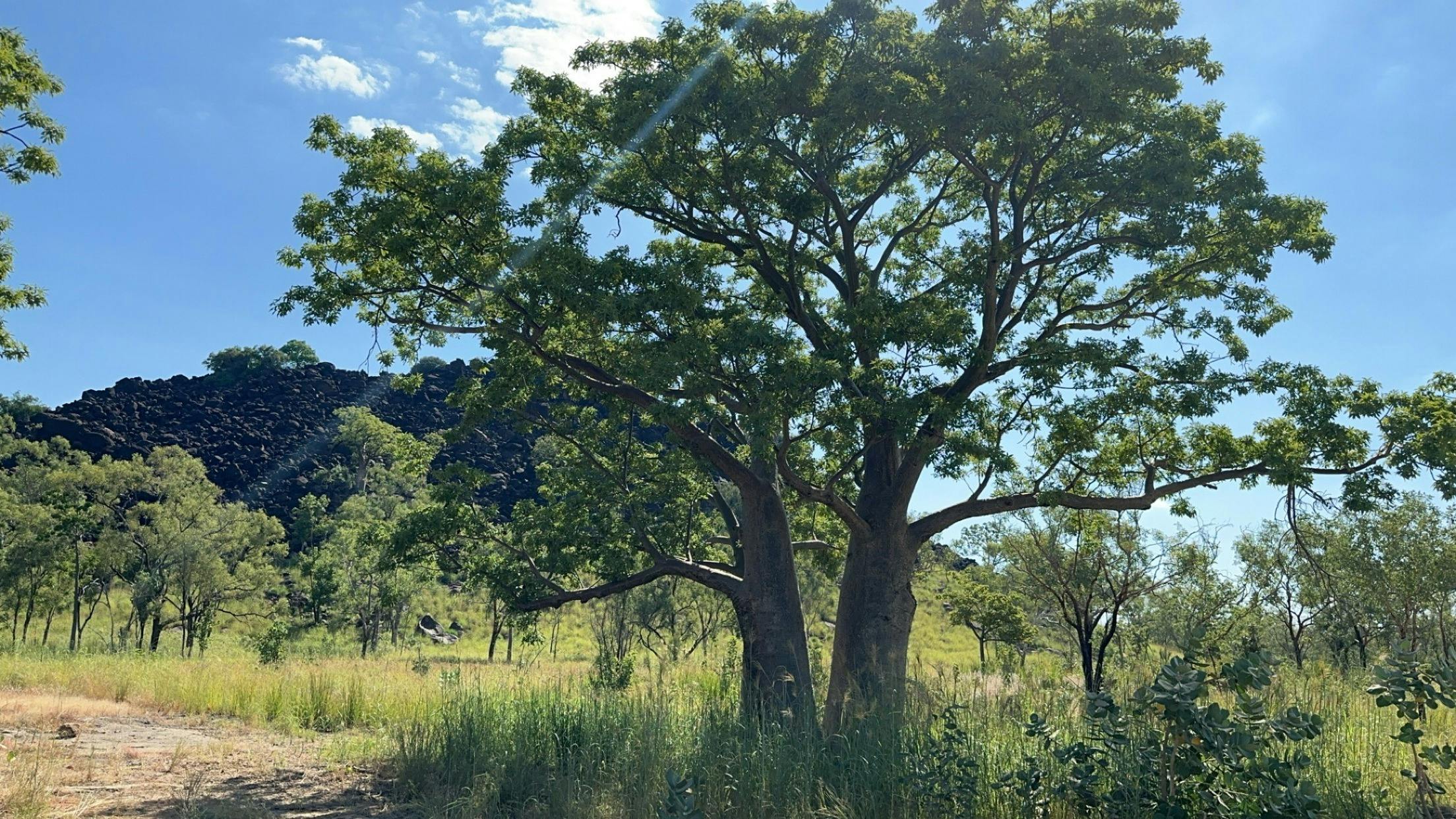 Gibb river road, pair of boabs, midday shade, greenery amongst pindan backdrop