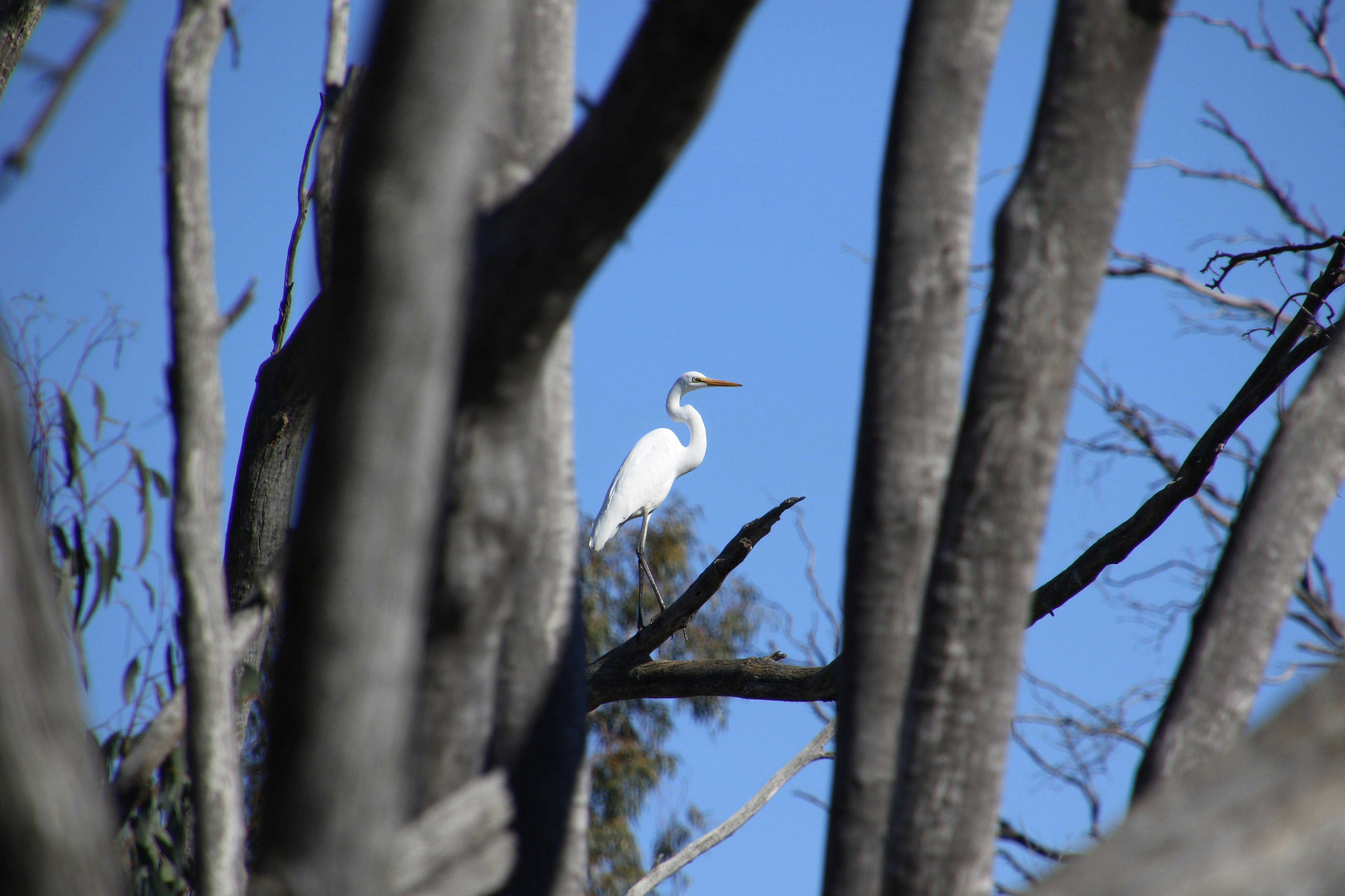 Birdwatching on Murray River Safari