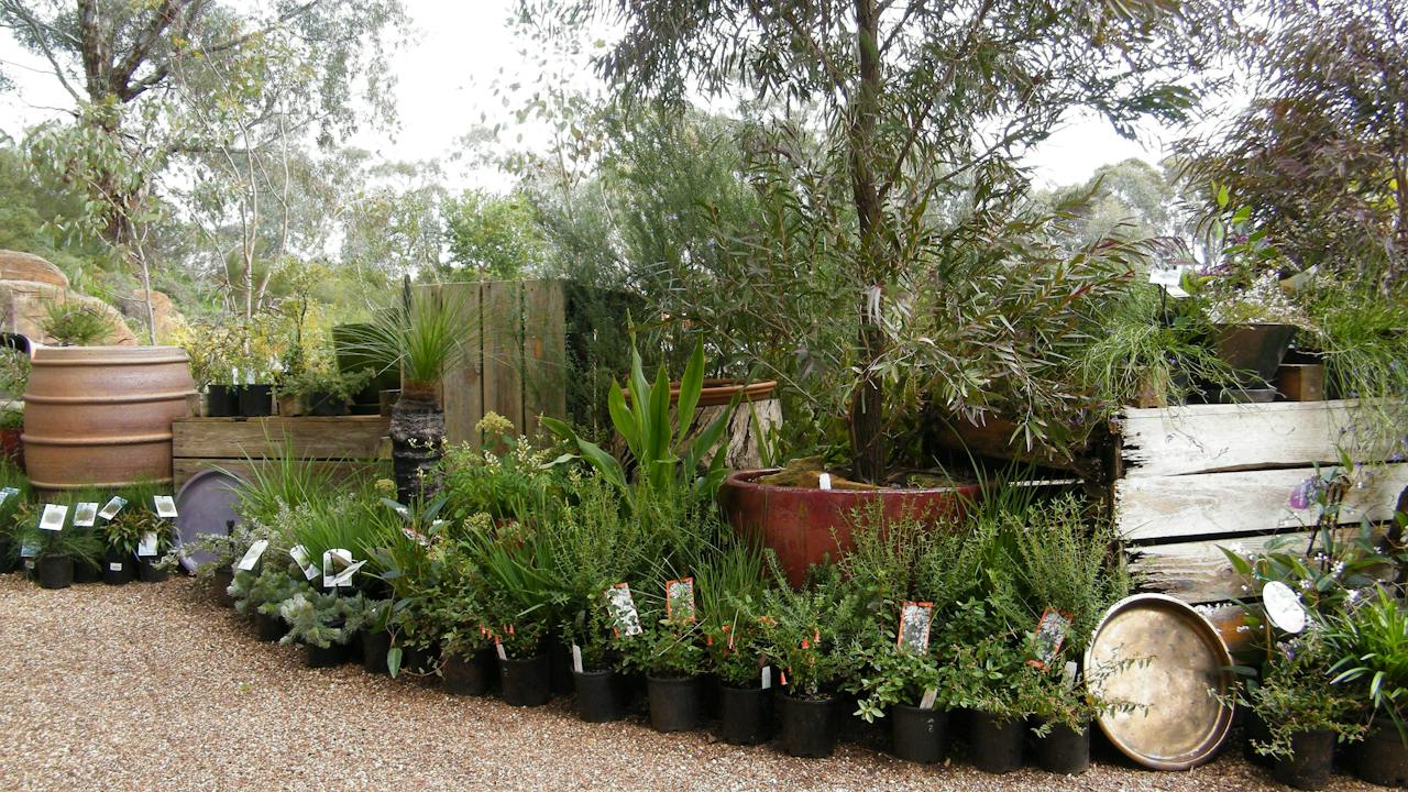 Water bowls - provide a drink for birds and butterflies