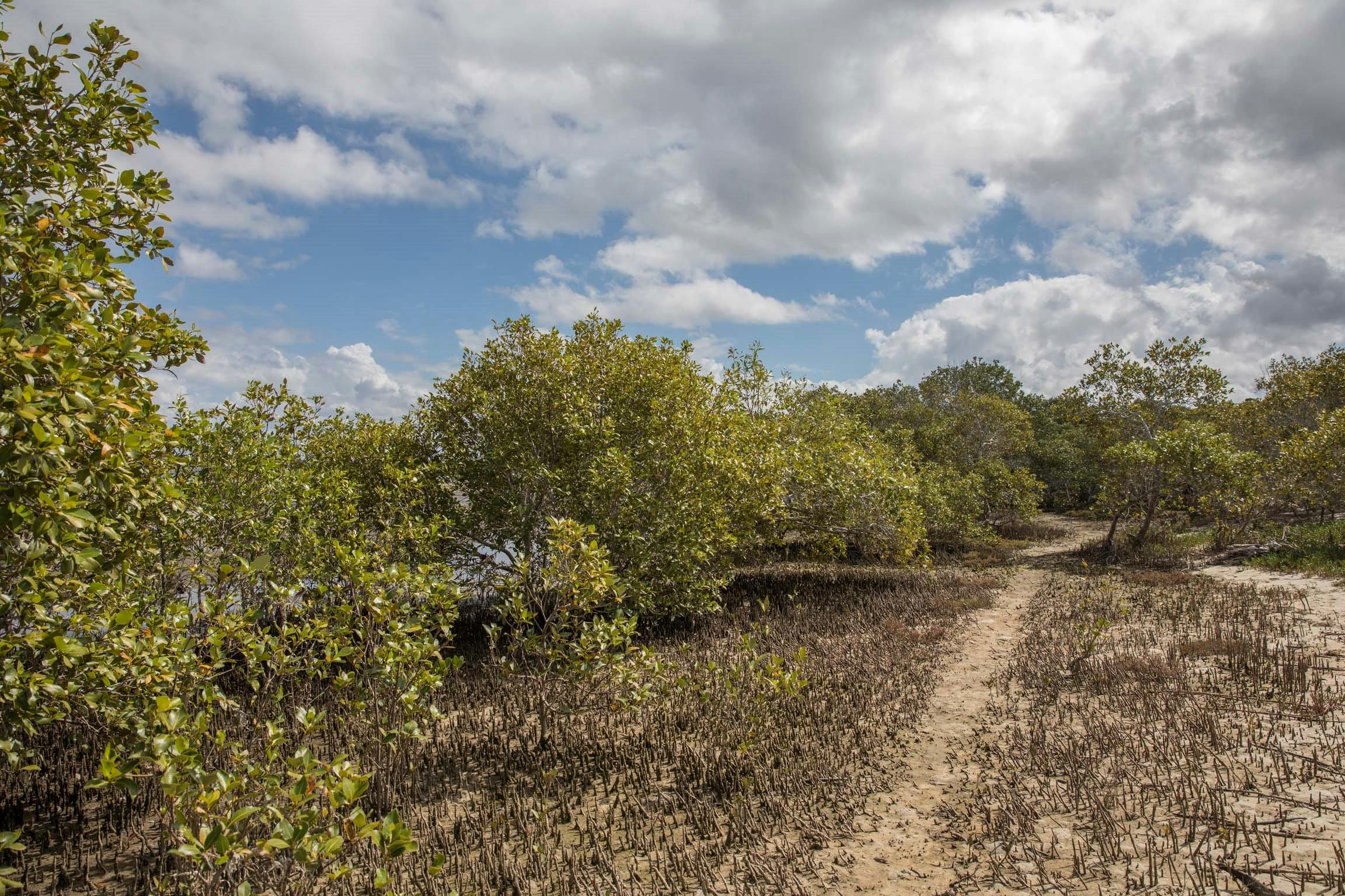A natural track amongst the mangroves.