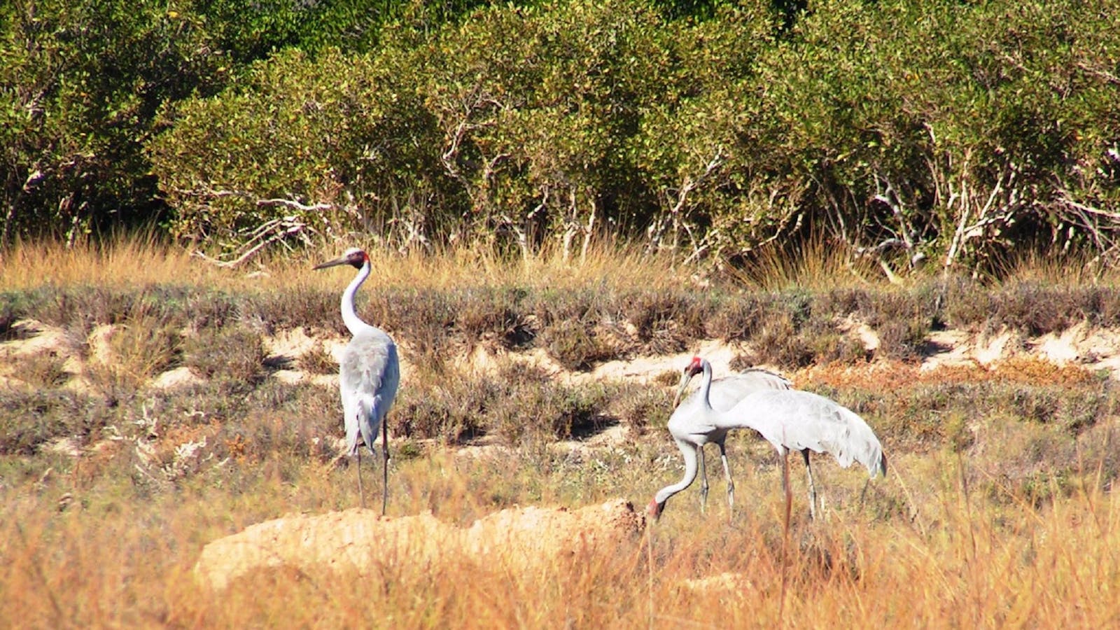 Cape Keraudren Nature Reserve