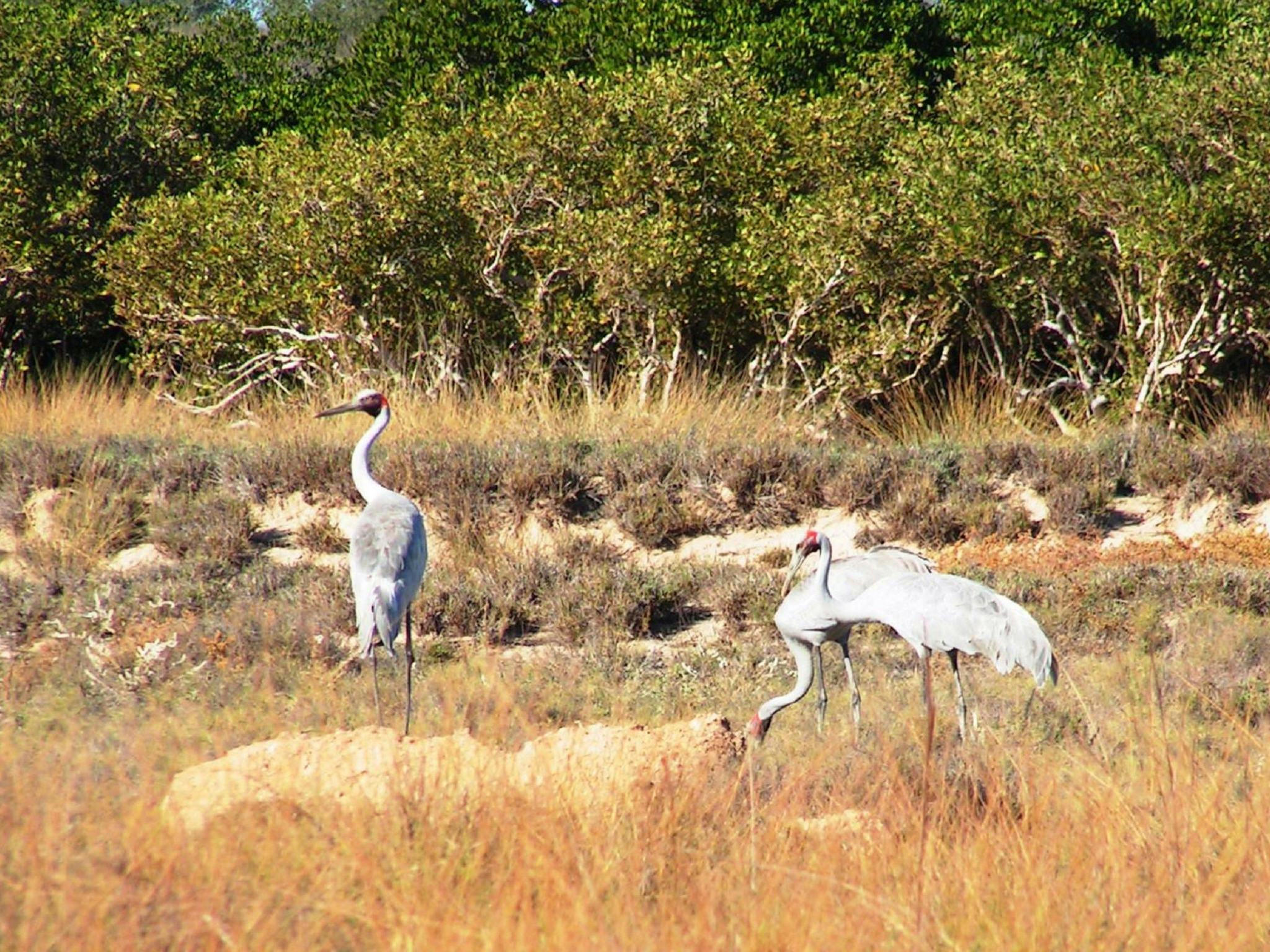 Cape Keraudren Nature Reserve, Port Hedland, Western Australia