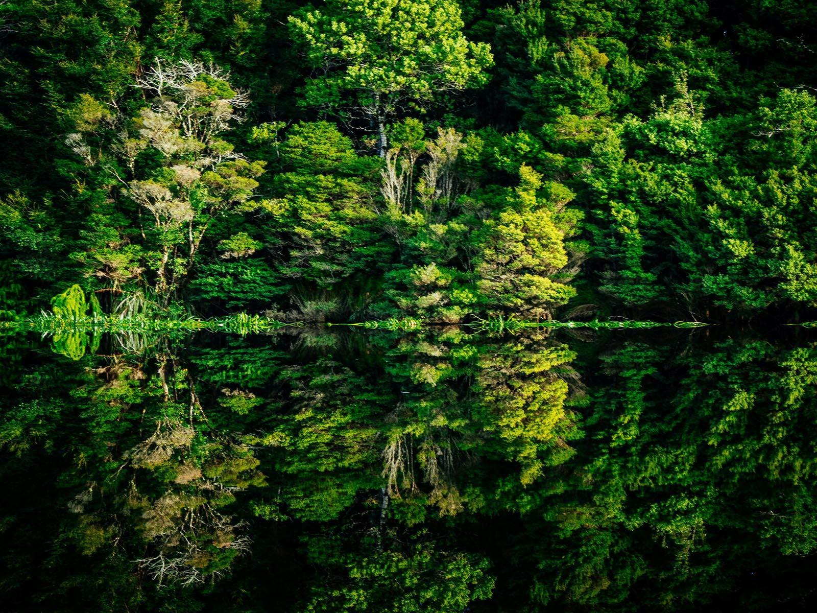 View from the Pieman River