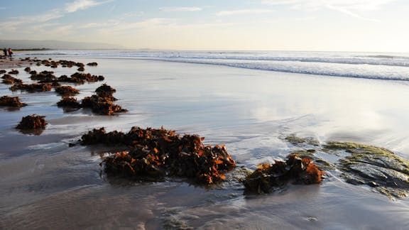 Fairy Meadow Beach