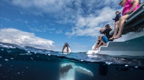 Australia's best whale watching, Hervey Bay, Fraser Coast.