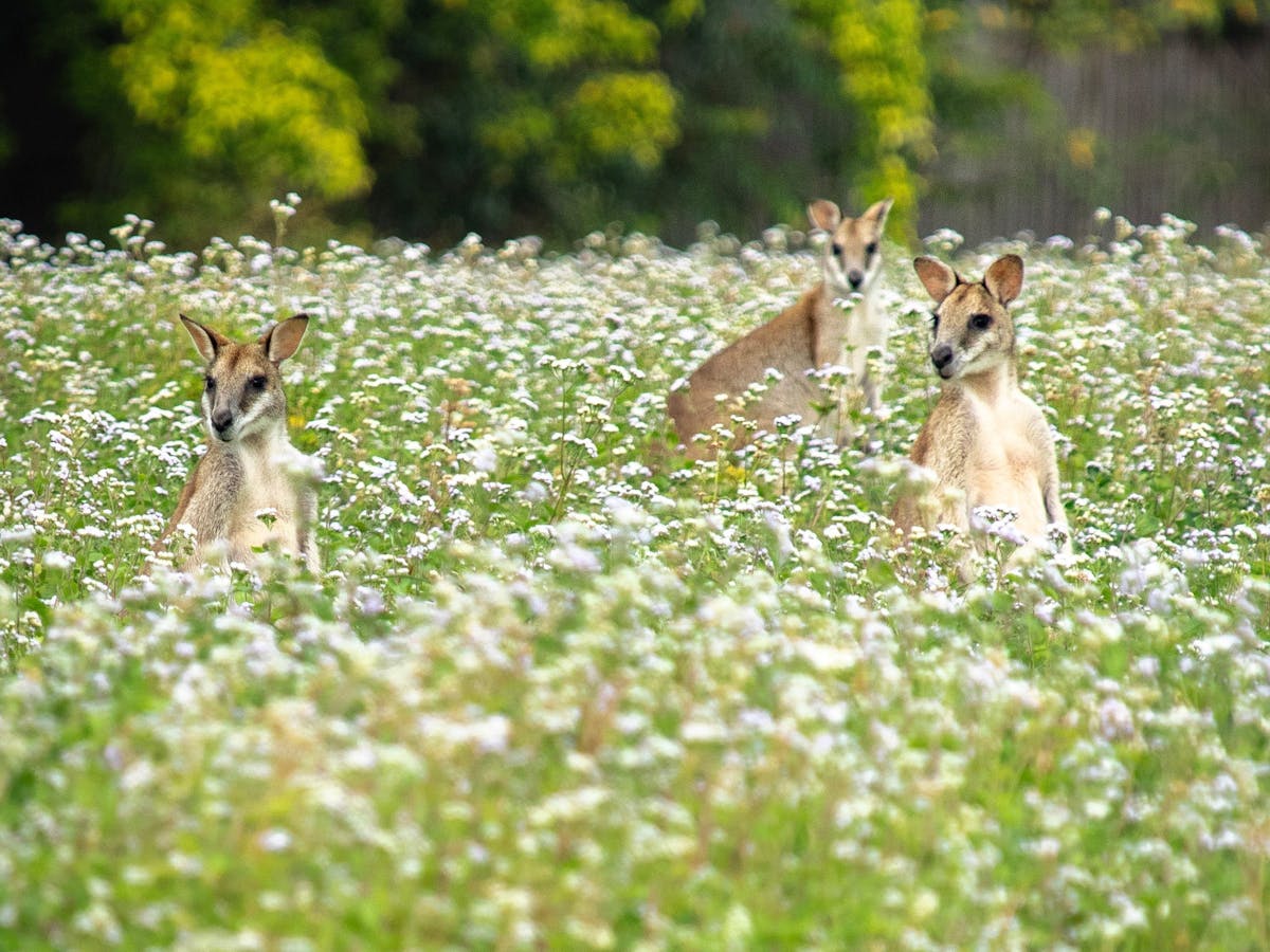 wild agile wallabies cairns wooroonooran safaris