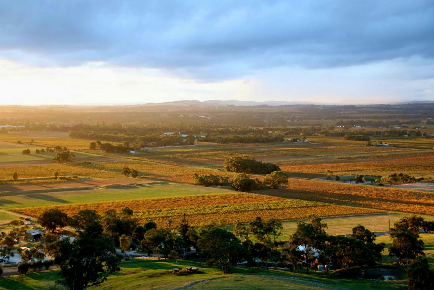 Barossa Valley Private Wine Tour