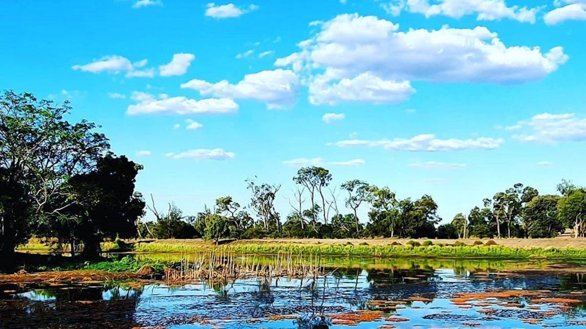 Man made lake attracting many bird species.