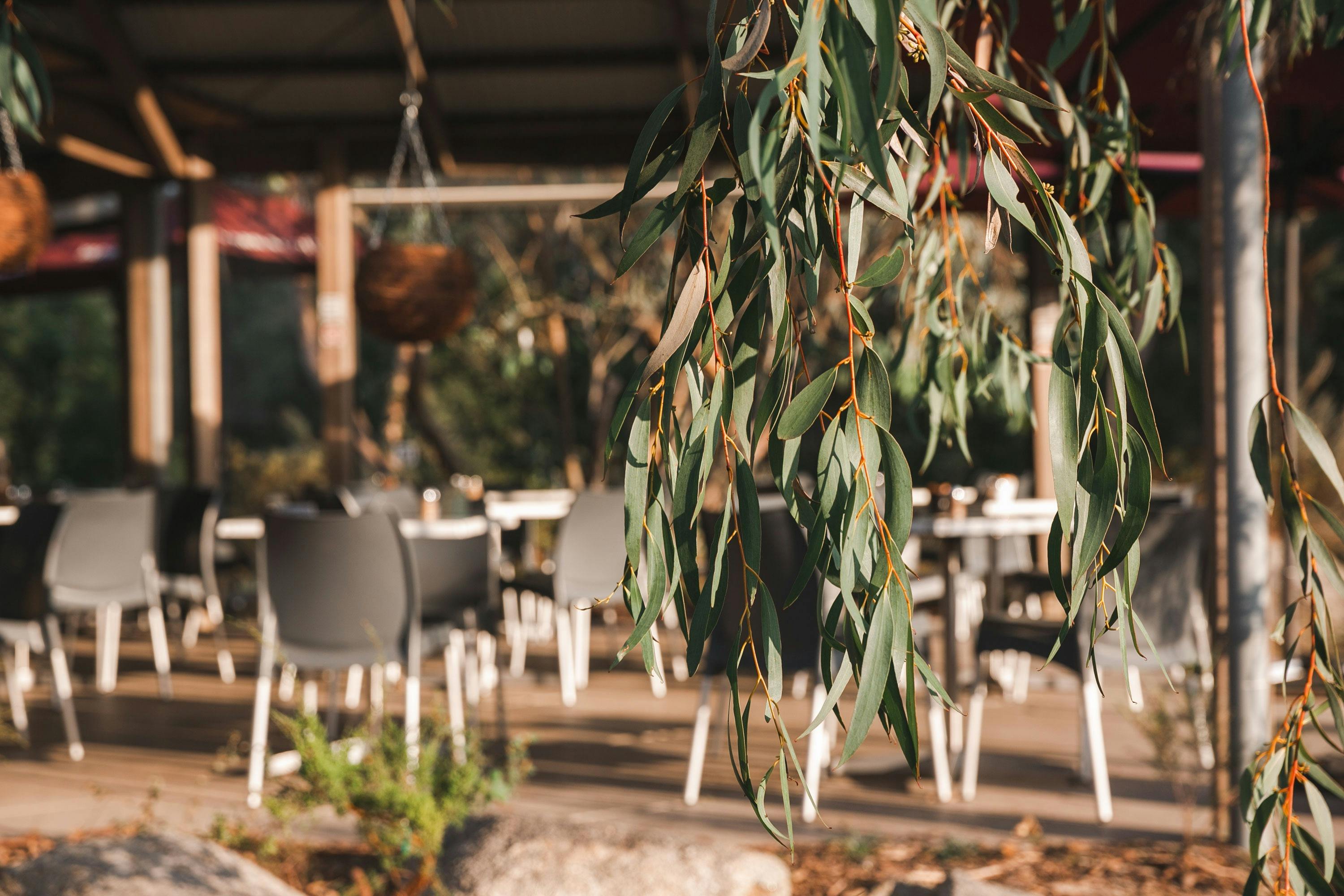 Kuranga Native Nursery Mothers Day High Tea