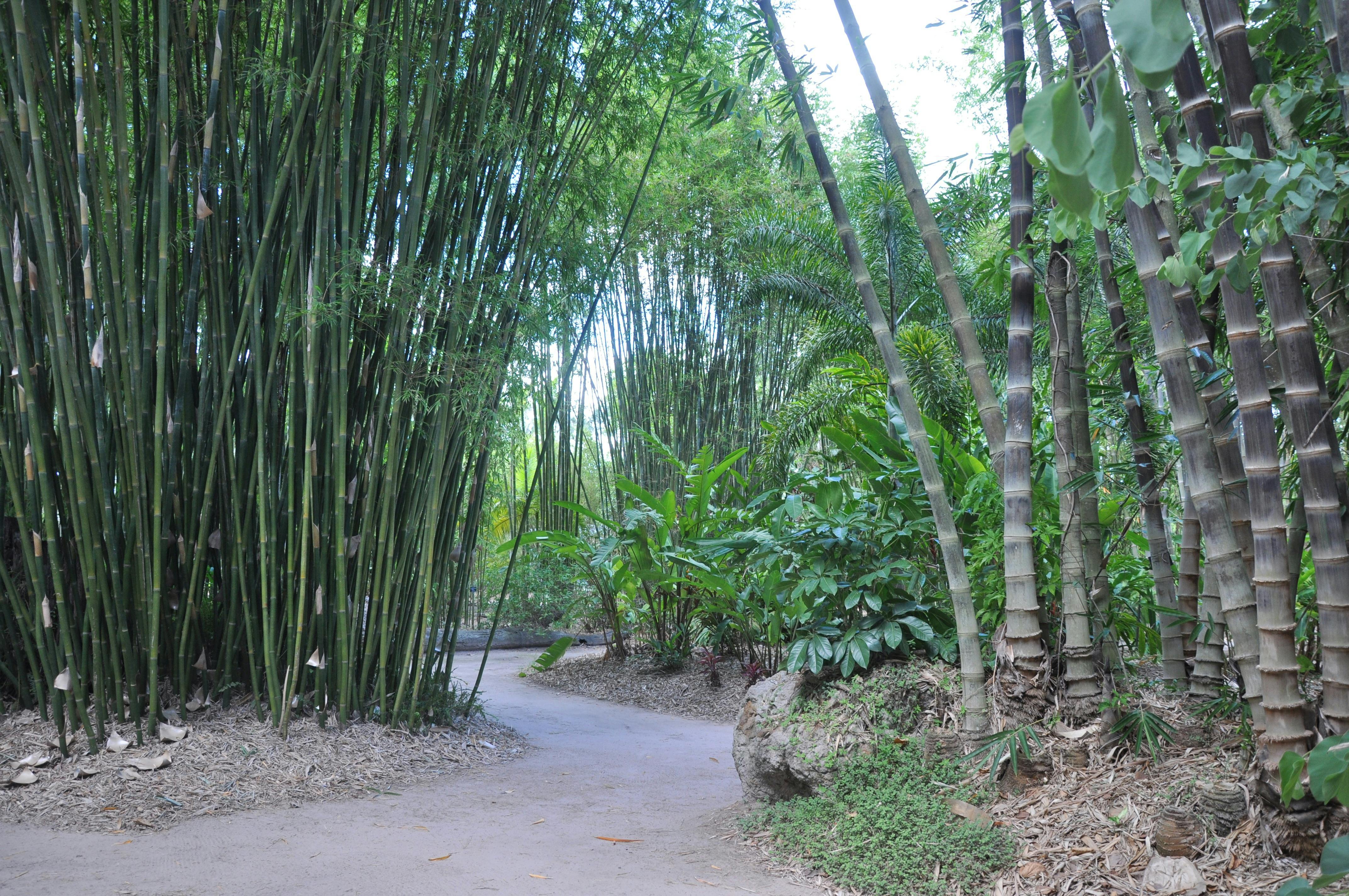 Clumping bamboo garden