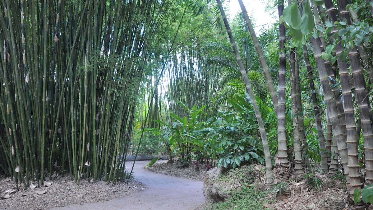 Clumping bamboo garden