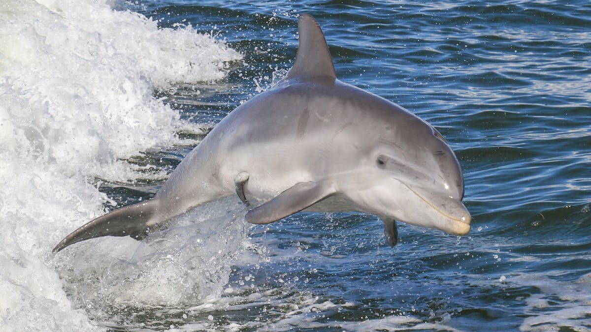 Dolphin