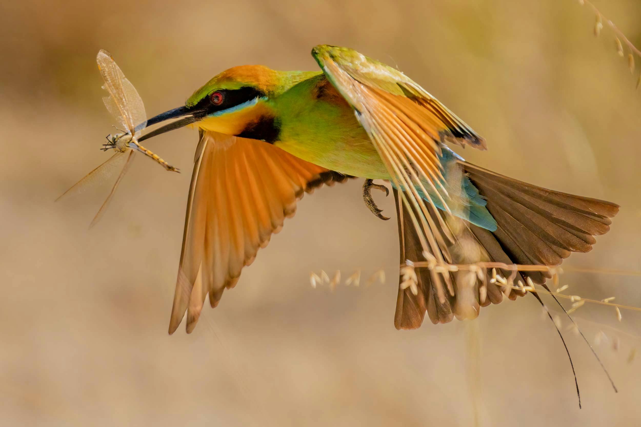 Rainbow Bee-eater: capture beautiful birds and wildlife with Adventure Art Photography.