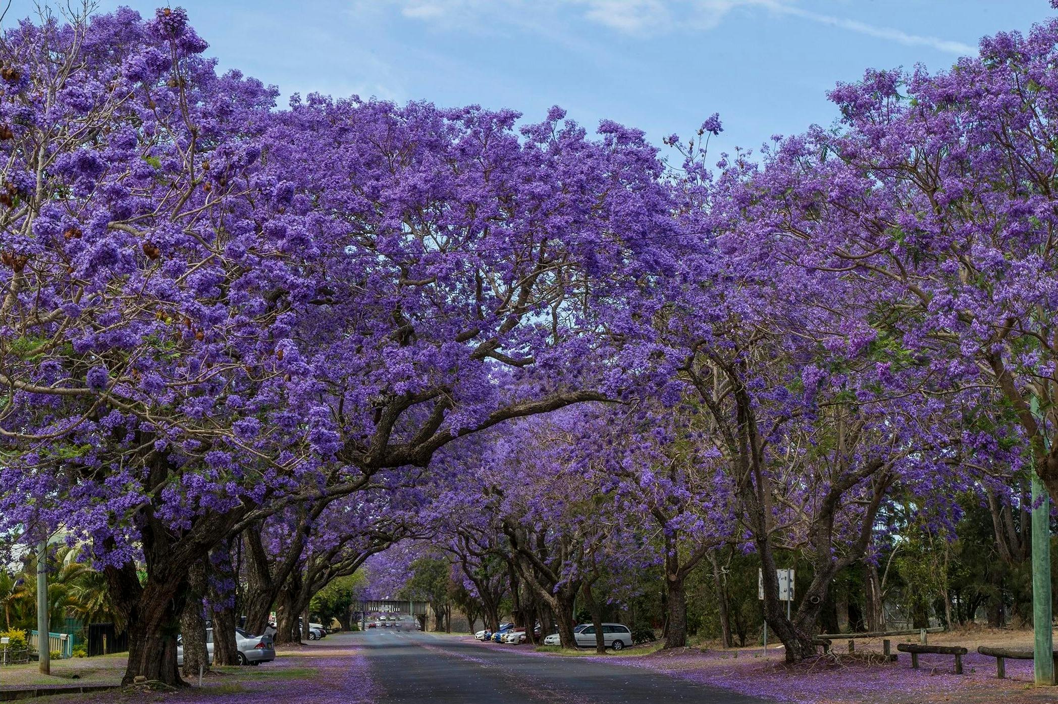 Jacaranda Avenue