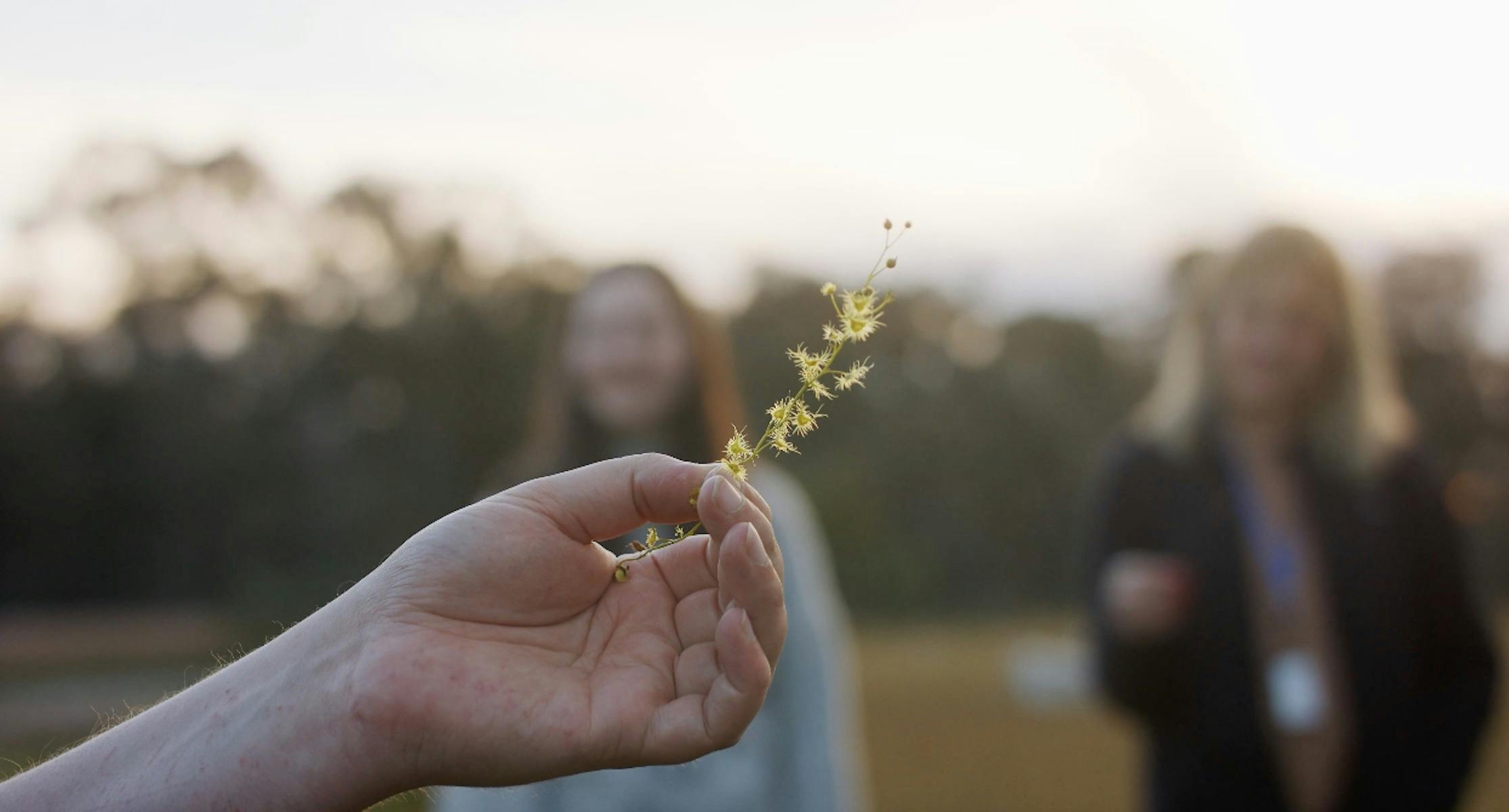 Close up shot of hand holding wattle sprig with two people in background looking on