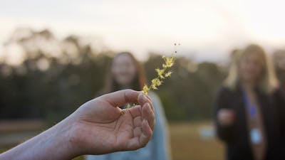 Close up shot of hand holding wattle sprig with two people in background looking on