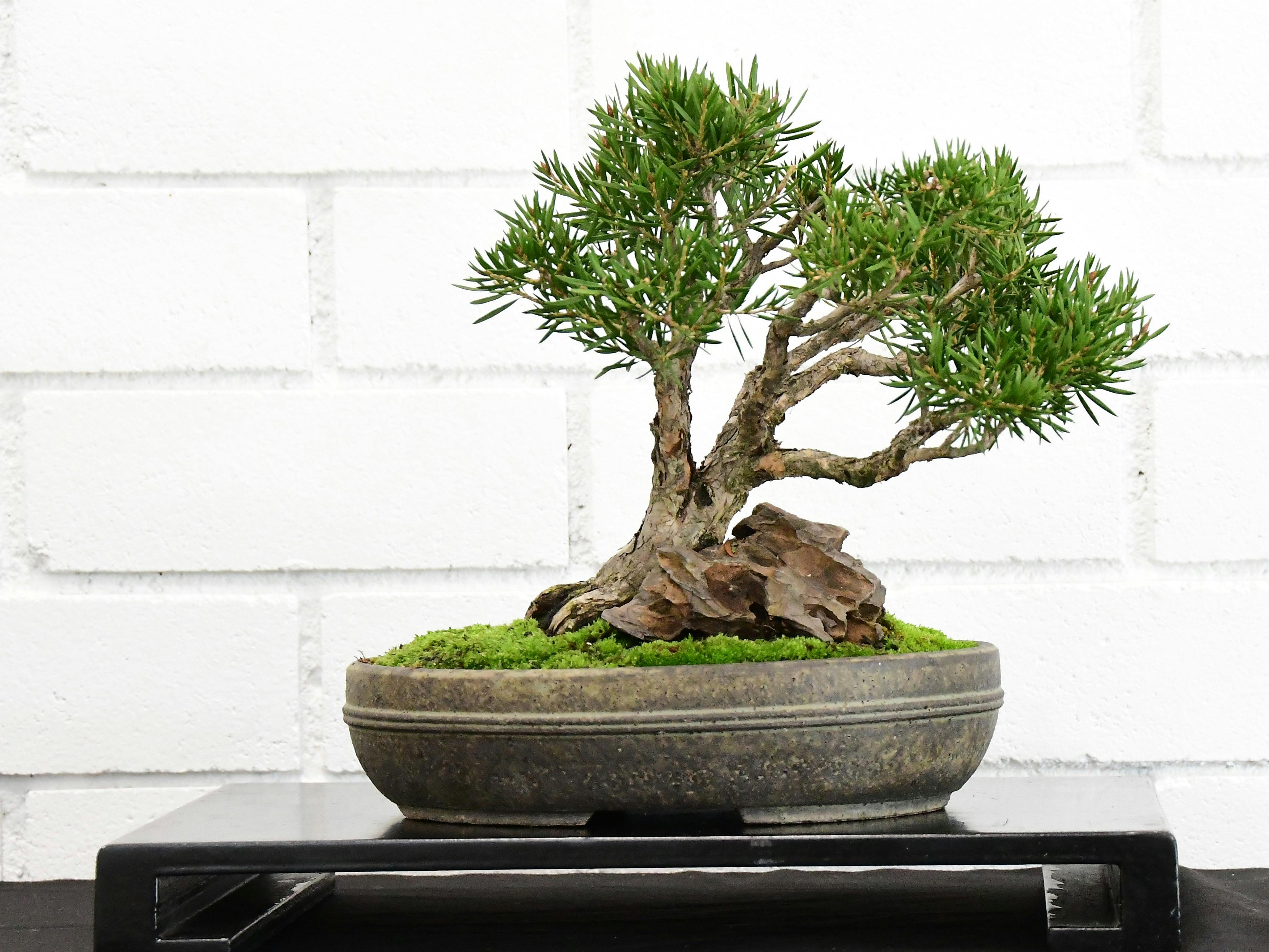Bonsai Exhibition