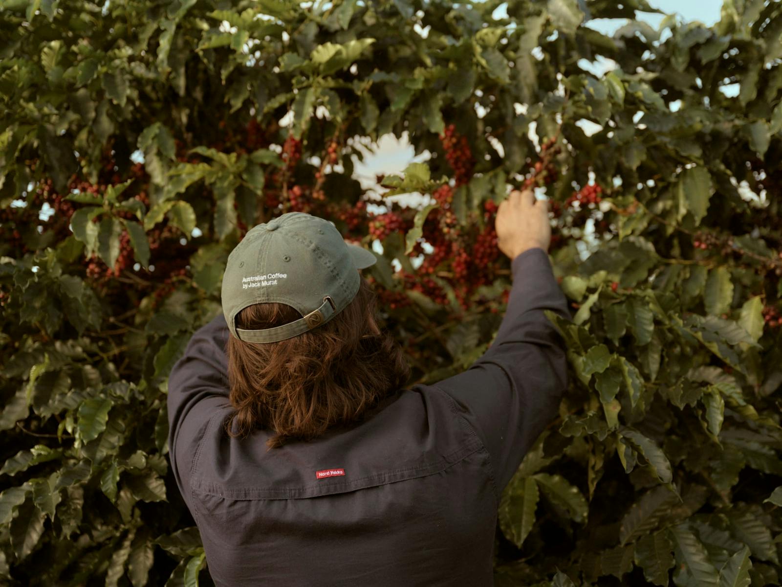 Ripe red coffee cherries on an Arabica coffee tree at the Jack Murat Coffee Farm in Far North Queens Ripe red coffee cherries on an Arabica coffee tree at the Jack Murat Coffee Farm in Far North Queens