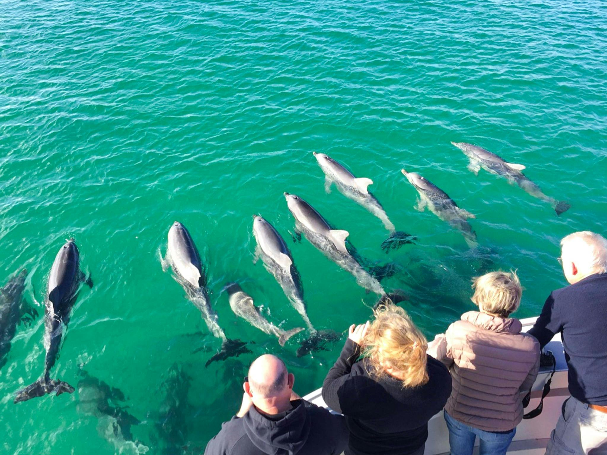 dolphins leaping by vessel