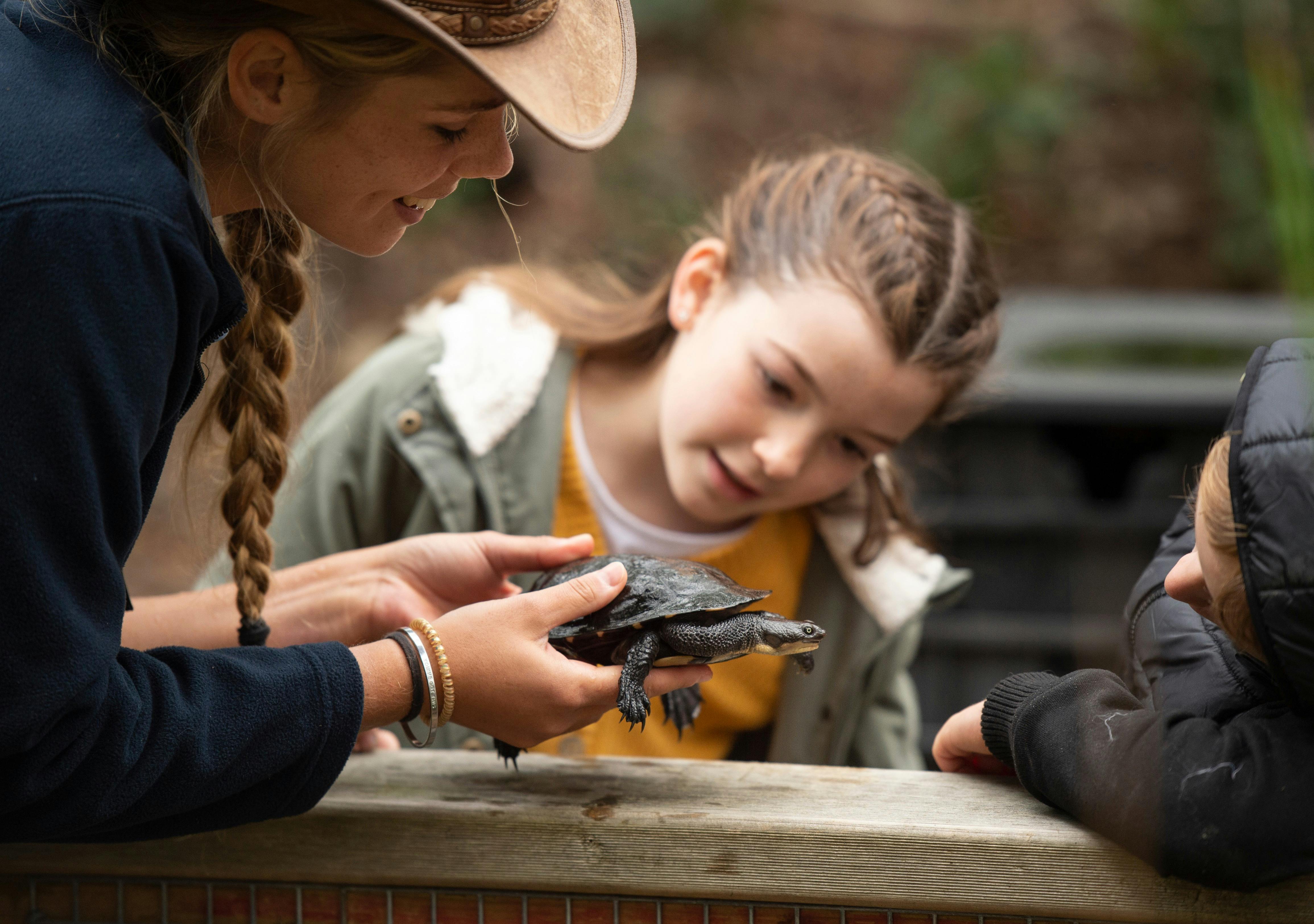 Looking at Long-Neck Turtle at Ku-ring-gai Wildflower Garden
