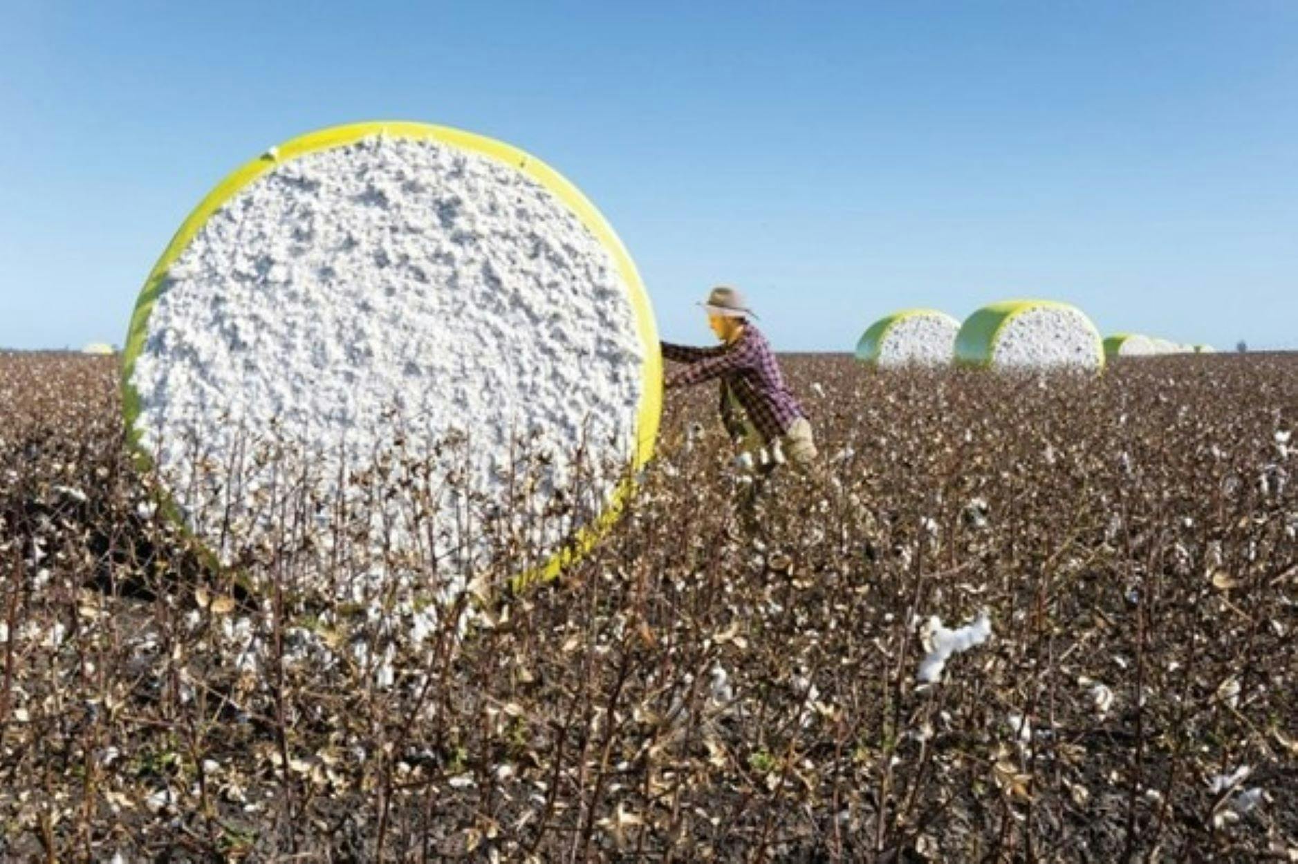 Cotton harvesting outside of Dalby