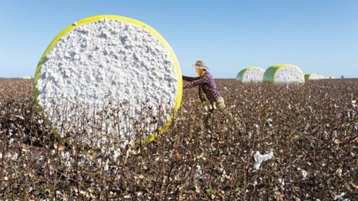 Cotton harvesting outside of Dalby