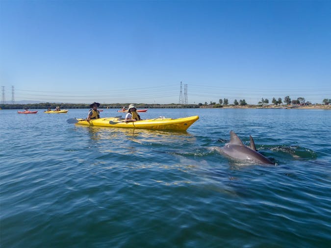 Little Bunyips Dolphin Sanctuary Kayaking Adventure