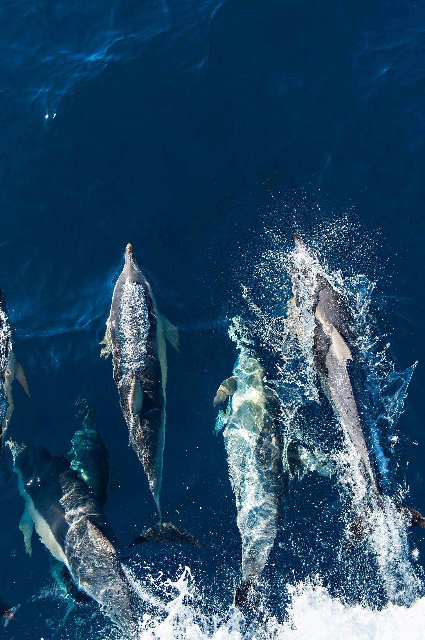 Dolphins Swimming near the Boat