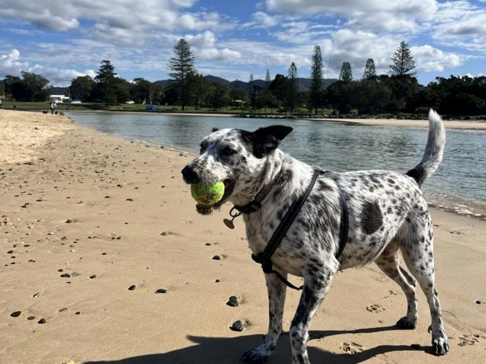 Beach fun with Furry Tail Pet Care at North Wall Beach, Coffs Harbour.