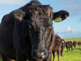 A magnificent looking Angas beef steer looking directly at the camera. He has a yellow number tag.