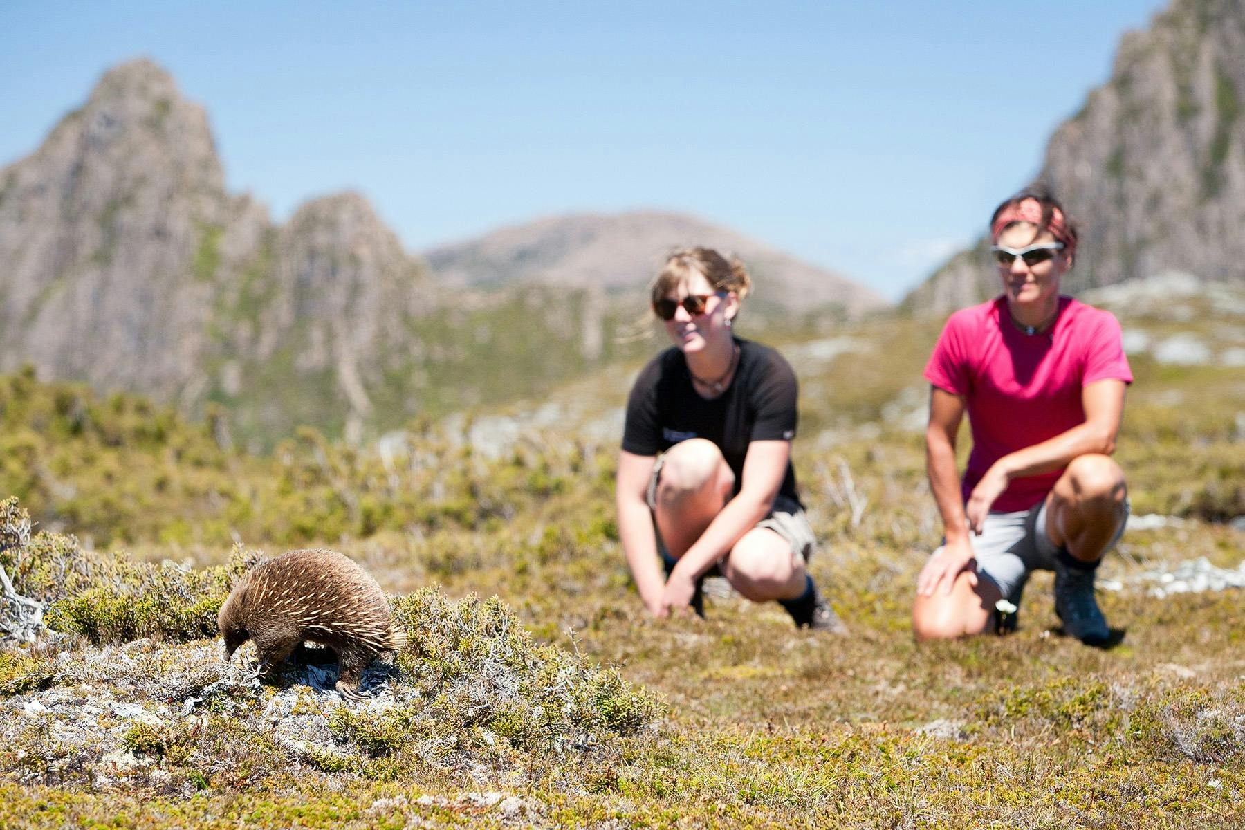 Cradle Mountain Huts Walk echidna