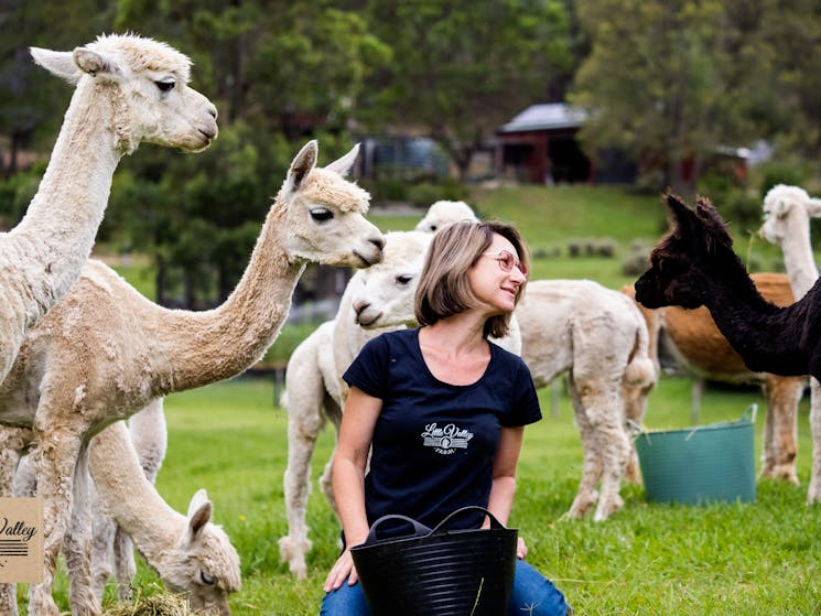 Huntervalley alpacas