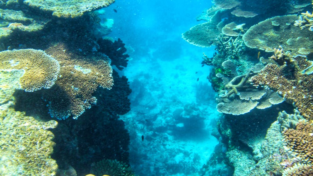 SeaLink North Queensland - Great Barrier Reef Snorkelling Day Tour