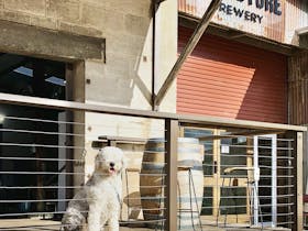 Old English Sheepdog on deck of brewery in the sun