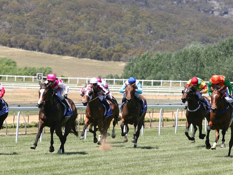 Horses racing on the field