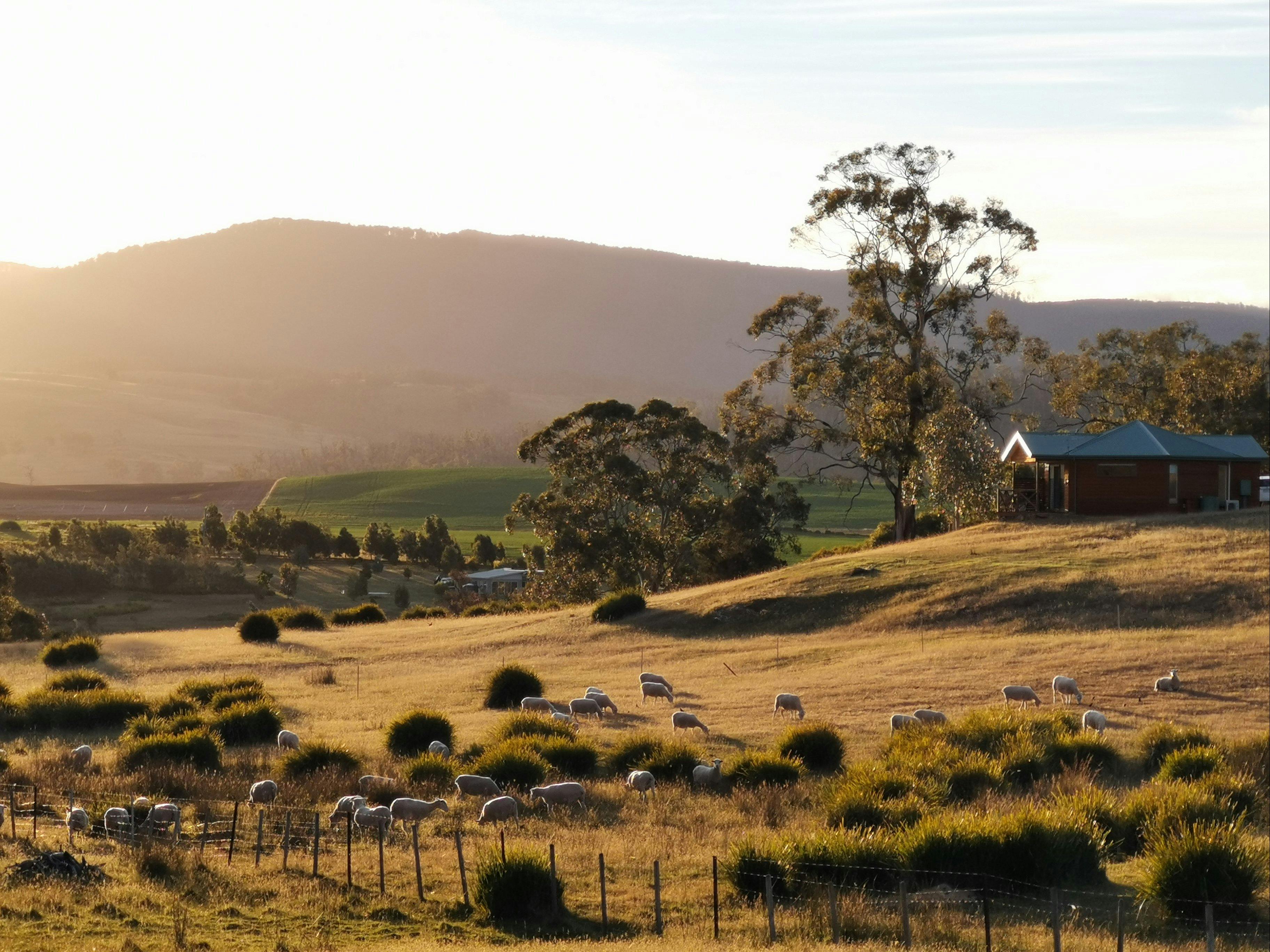 Sheep in foreground of Seaglenest Studio