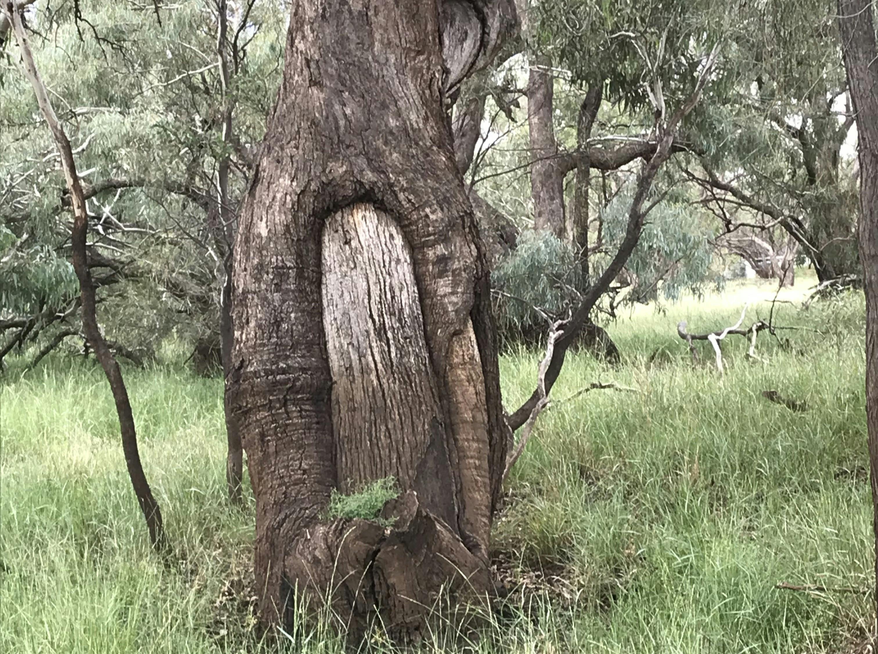 Scar Tree