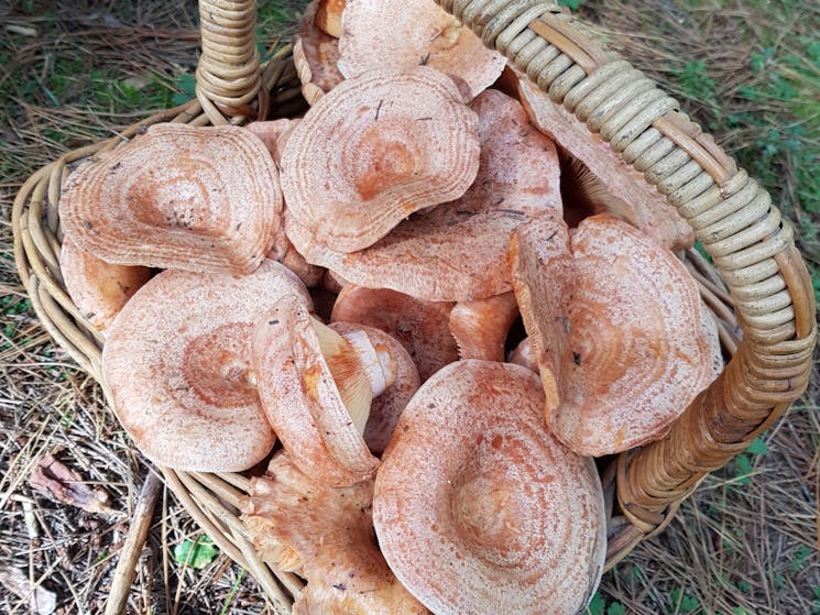 Mushrooms from Detour Dventures foraging tours running 4 days a week throughout April