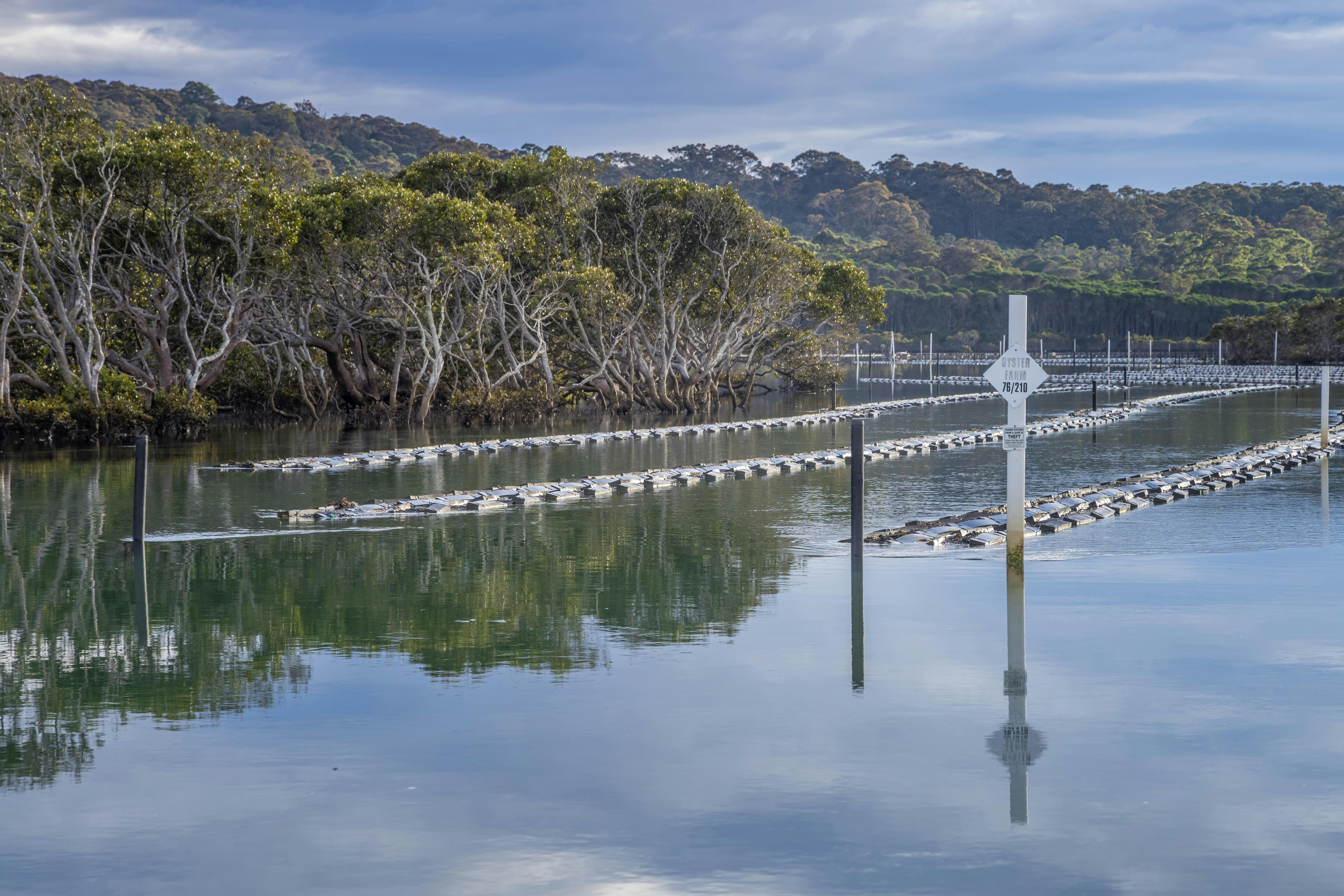 Tathra Oysters - Nelson Lagoon
