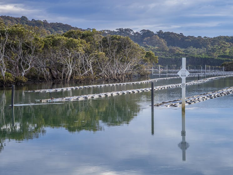 Tathra Oysters - Nelson Lagoon