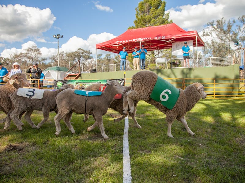 Image for Caragabal Sheep Races