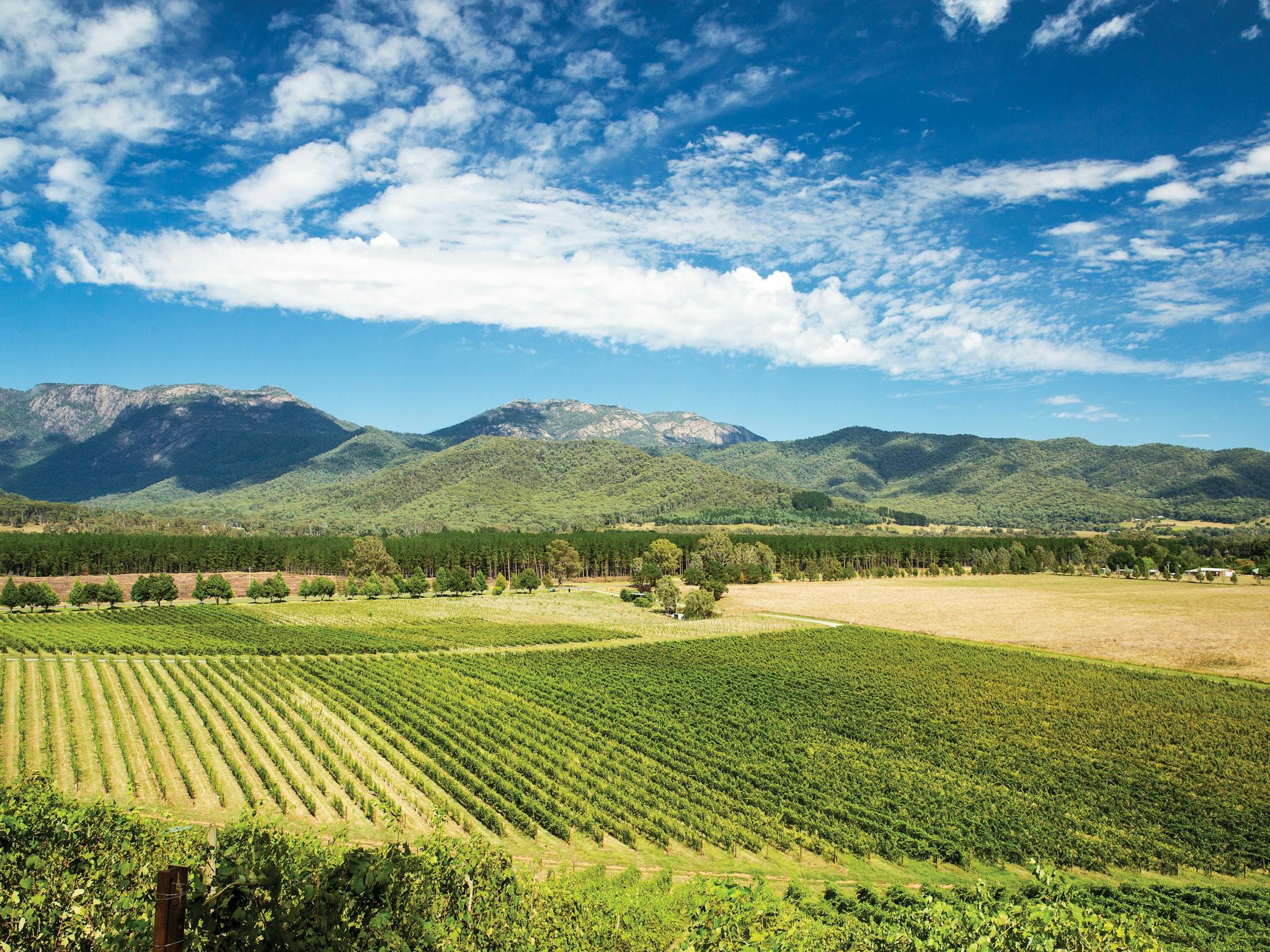 High Country Vinyards, cellar doors, wine clubs, boutique wineries, scenic tours, wine tours