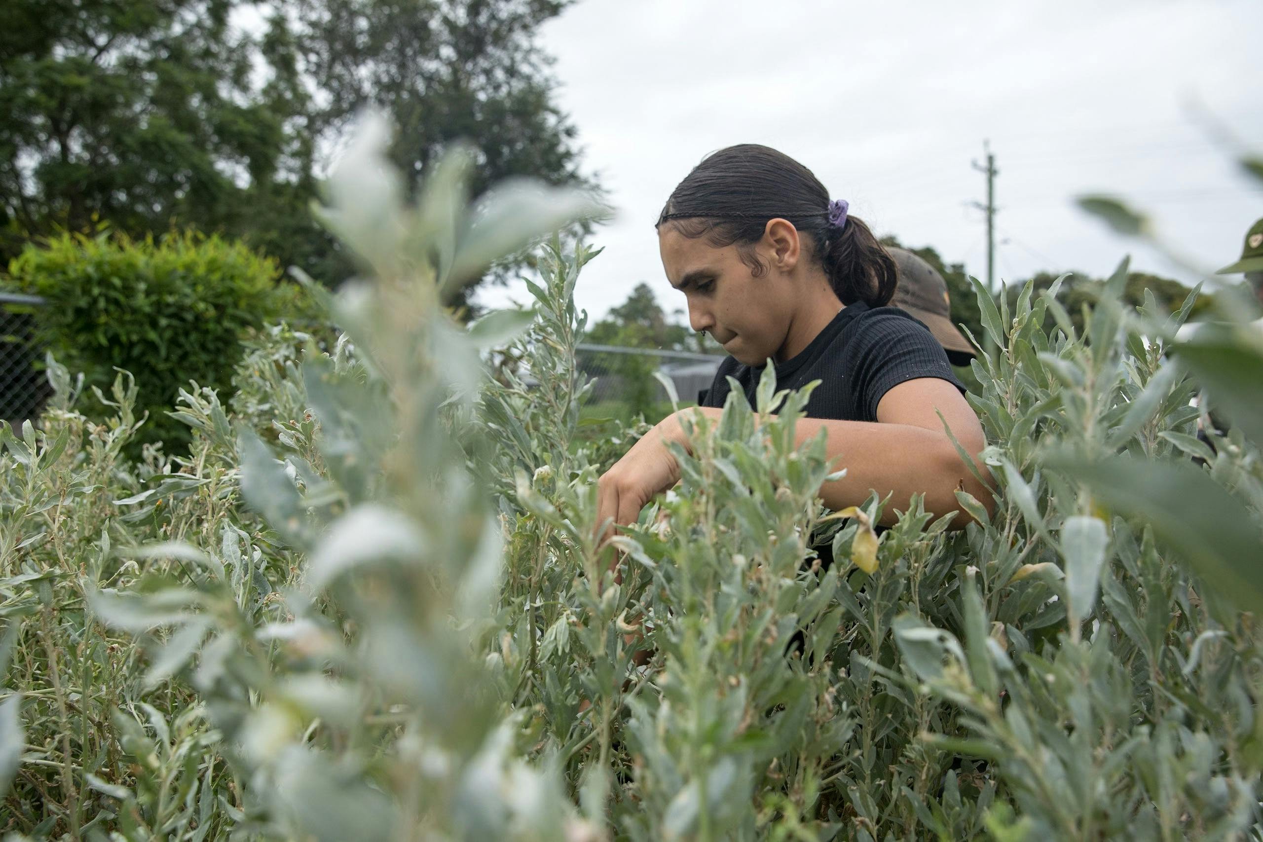 Collecting produce from Kareela Ngura community permaculture garden