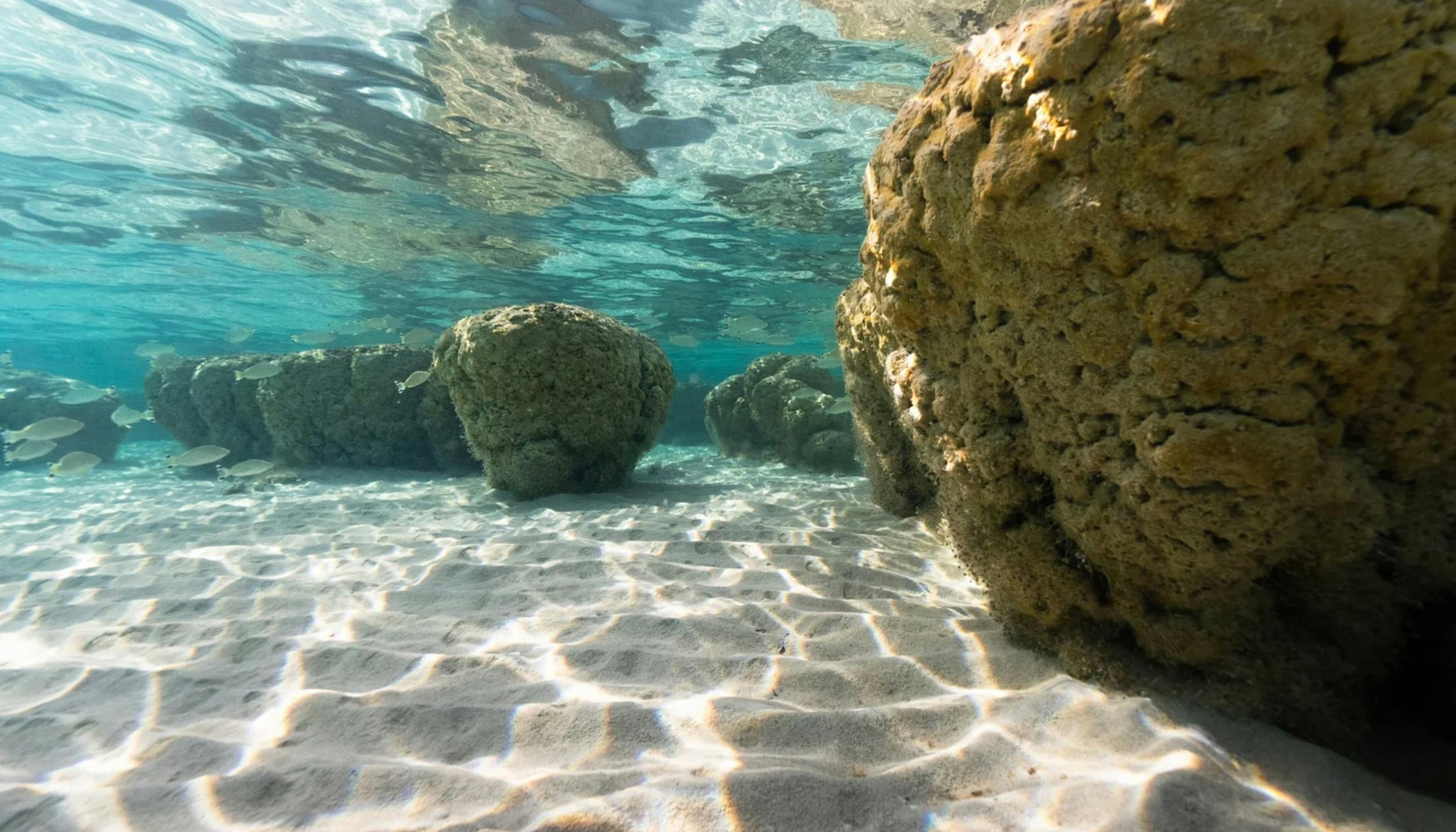 stromatolites