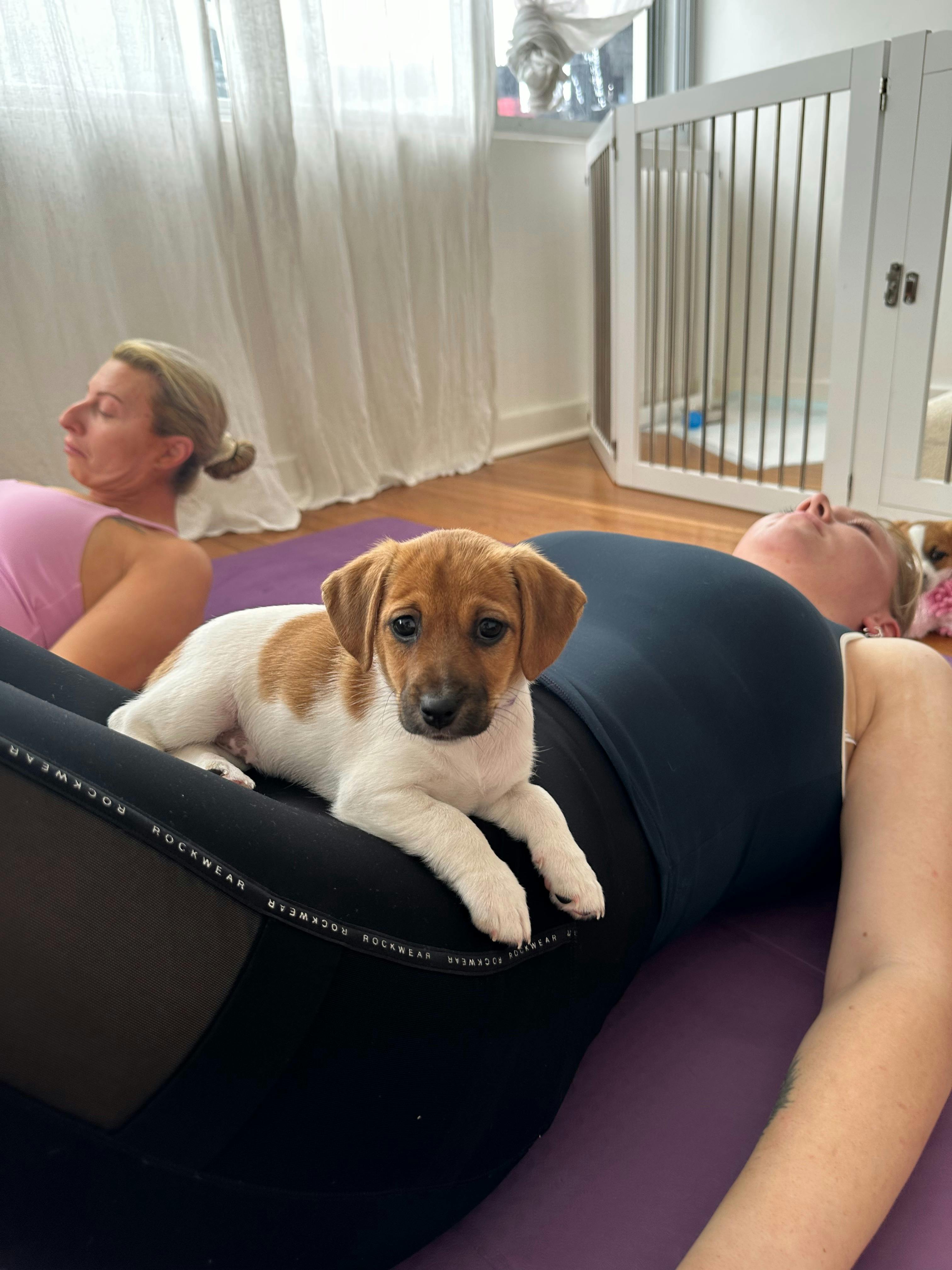 A tan and white puppy rests against a reclining participant during Newcastle puppy yoga.
