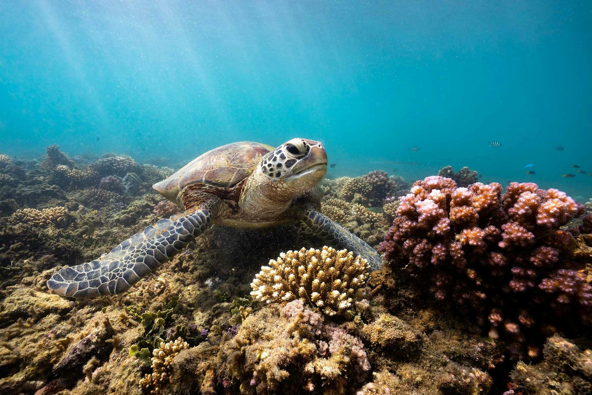 Octopus Dive - Fitzroy Island